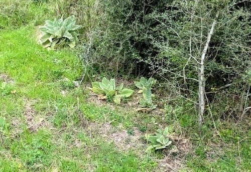 About Verdant Way