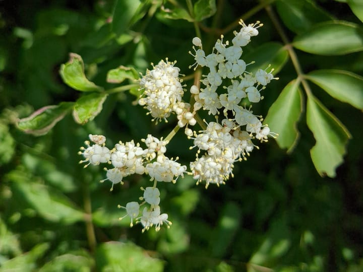 The Language of Plants